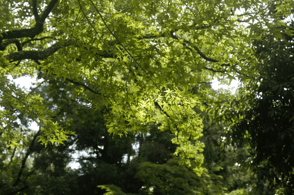 Nara day trip itinerary