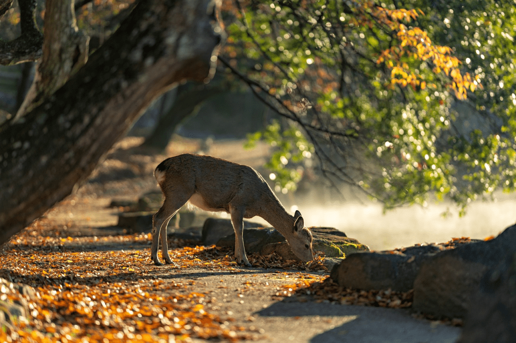 Nara day trip itinerary