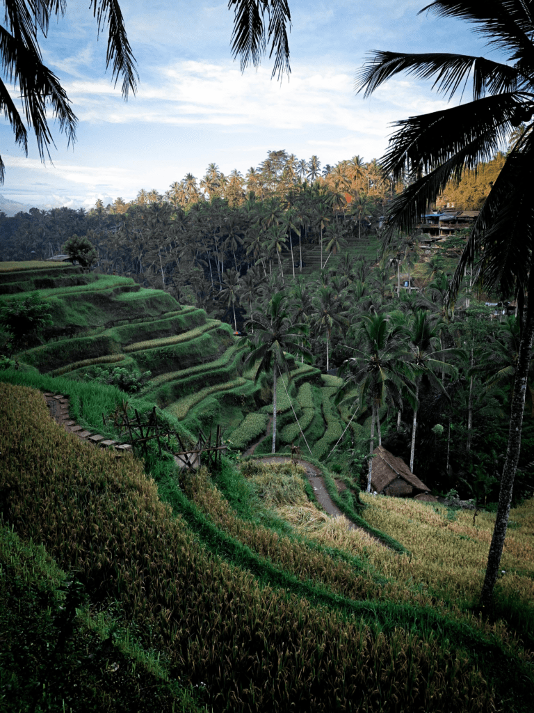 A budget-friendly guesthouse overlooking the rice fields in Ubud.
