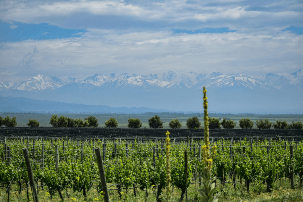Vineyards in Mendoza with the Andes Mountains in the background